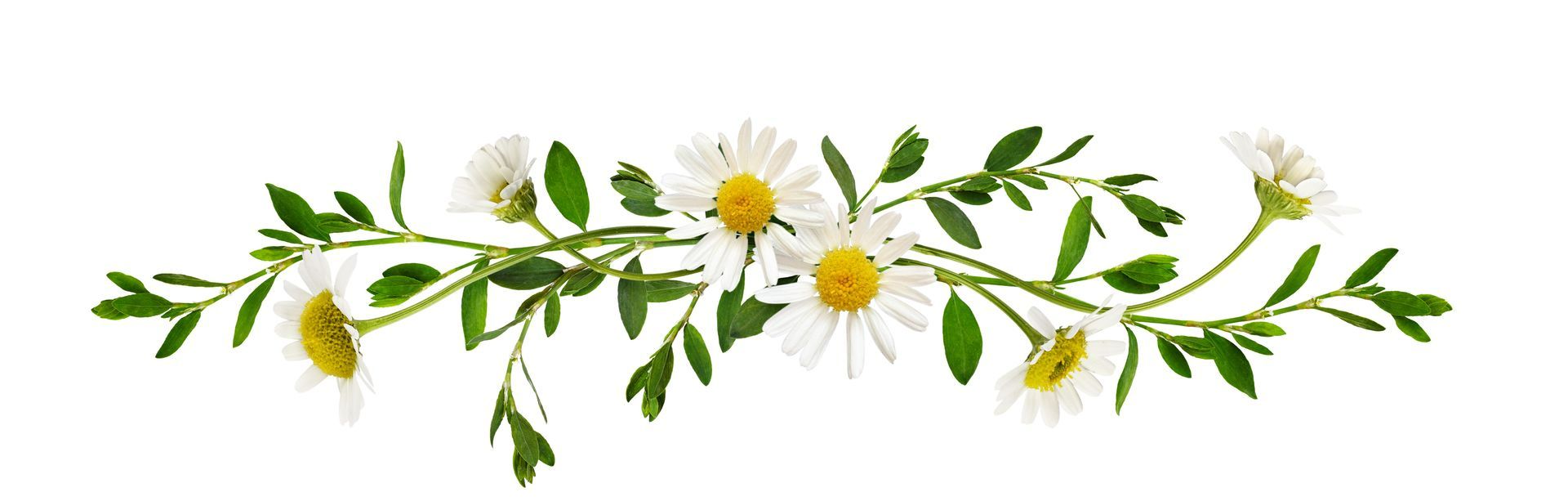 Petite composition alongée  de marguerites