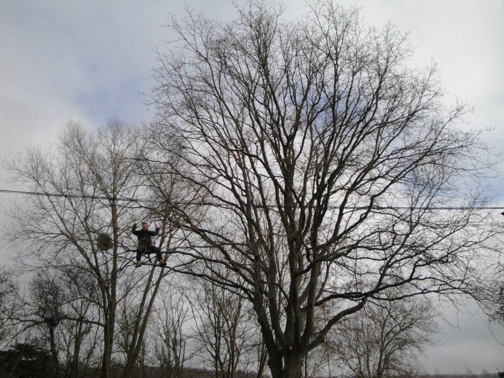 Elagueur dans un arbre