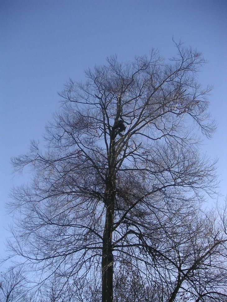 Élagueur harnaché et très haut perché dans un arbre