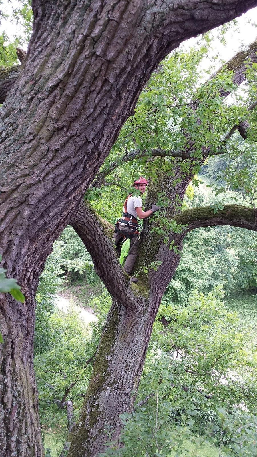 Paysagiste dans un arbre