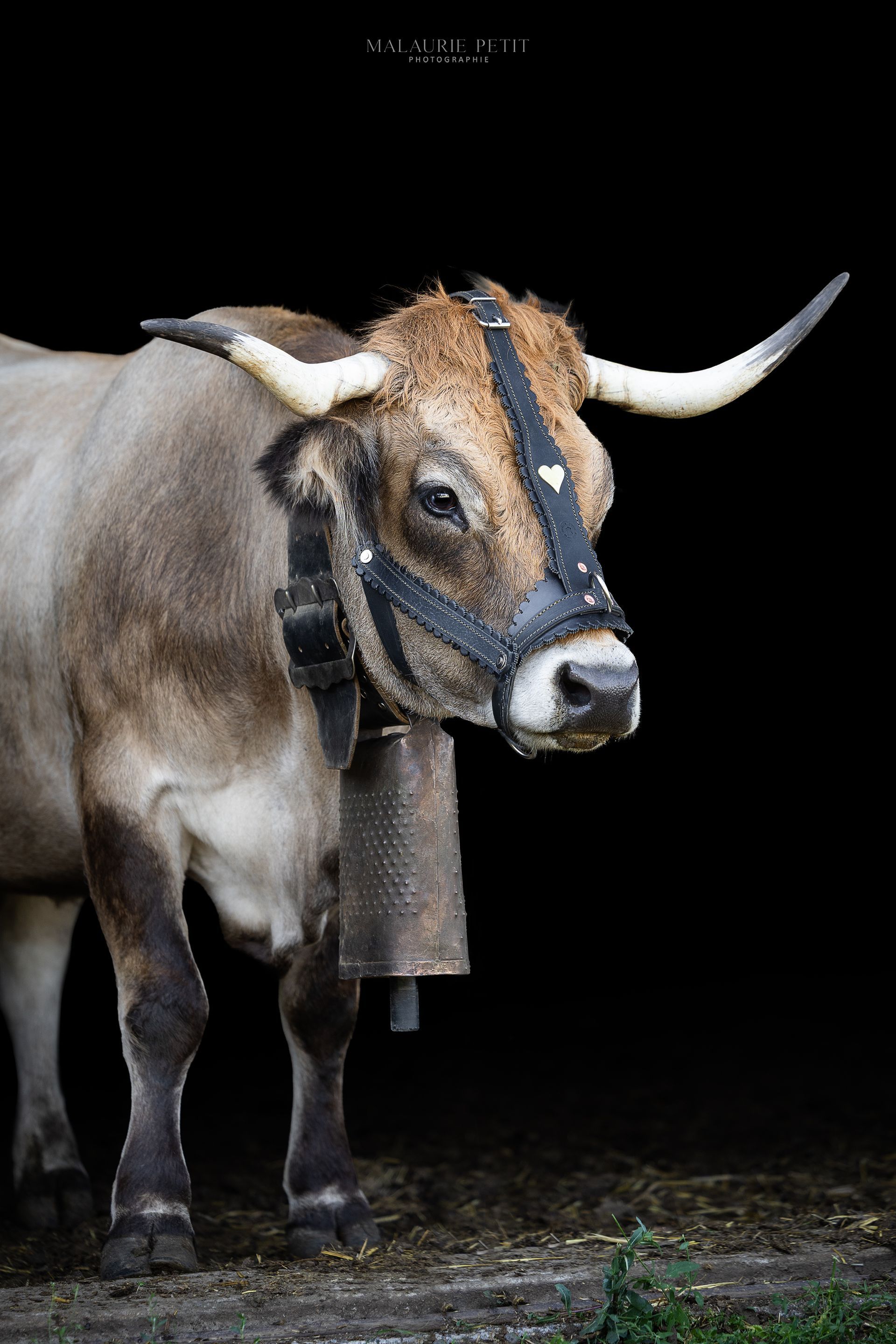 Taureau à grandes cornes et clochette, harnaché, sur fond noir.