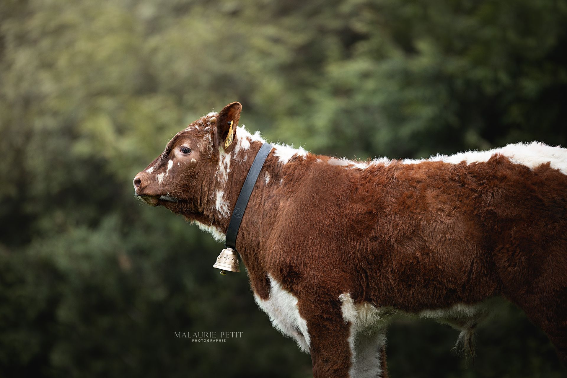 Vers la page Élevage