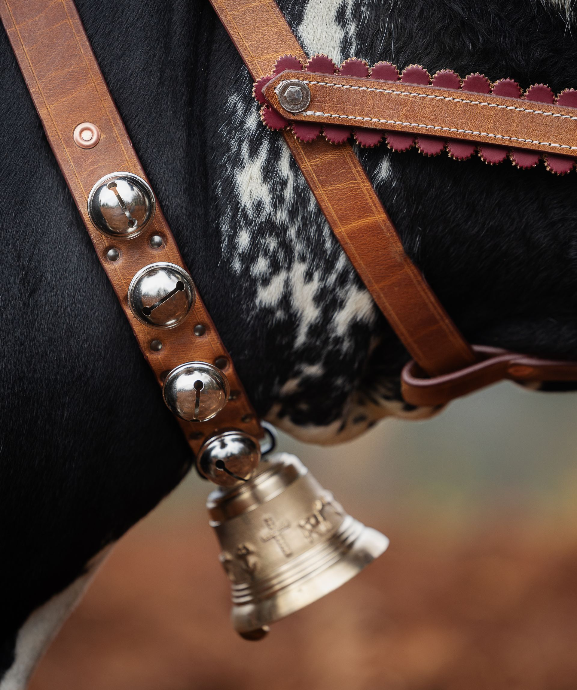 Gros plan sur un cheval portant un harnais décoratif en cuir avec des clochettes.