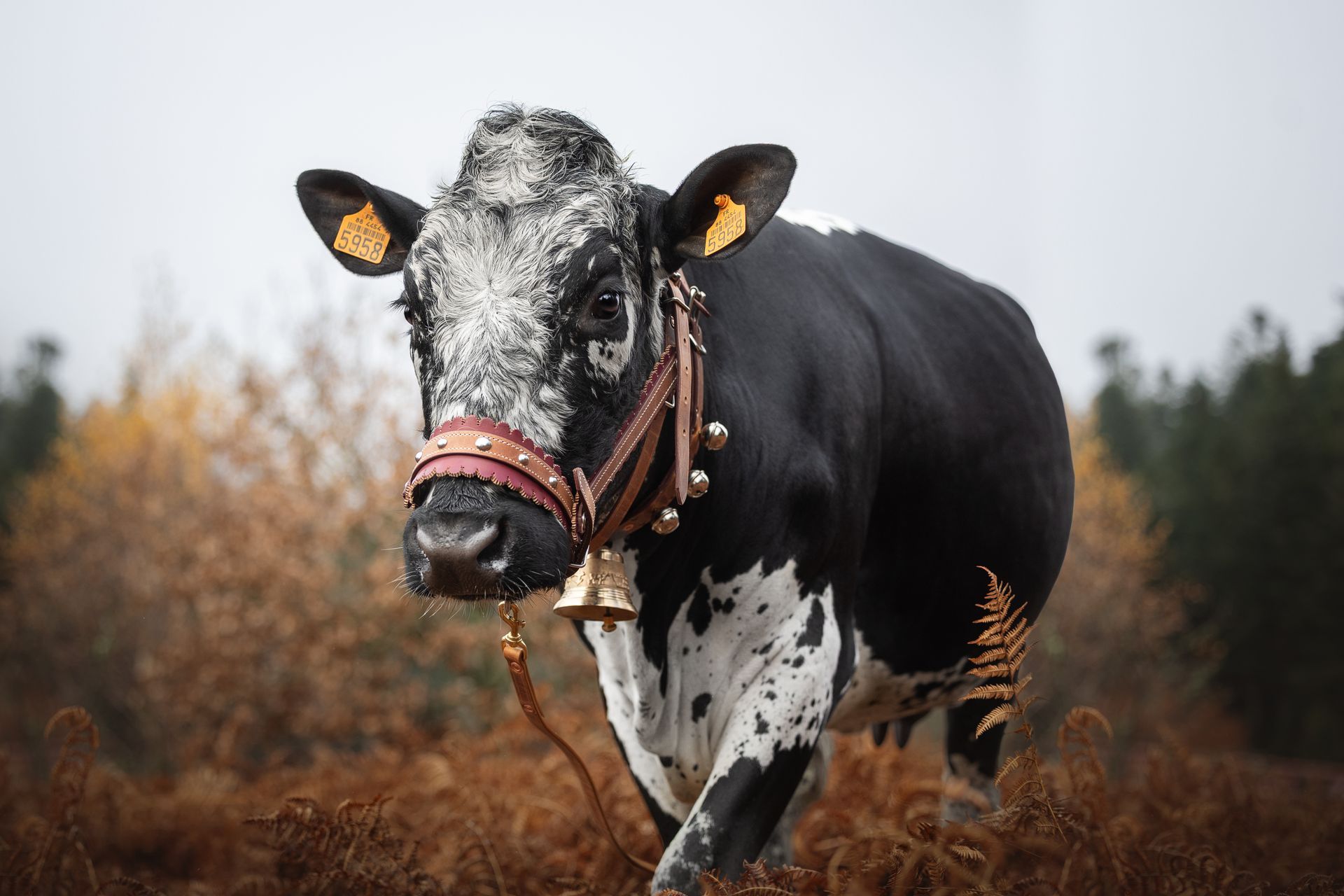 Vache noire et blanche avec une clochette autour du cou dans un champ de broussailles brunes.