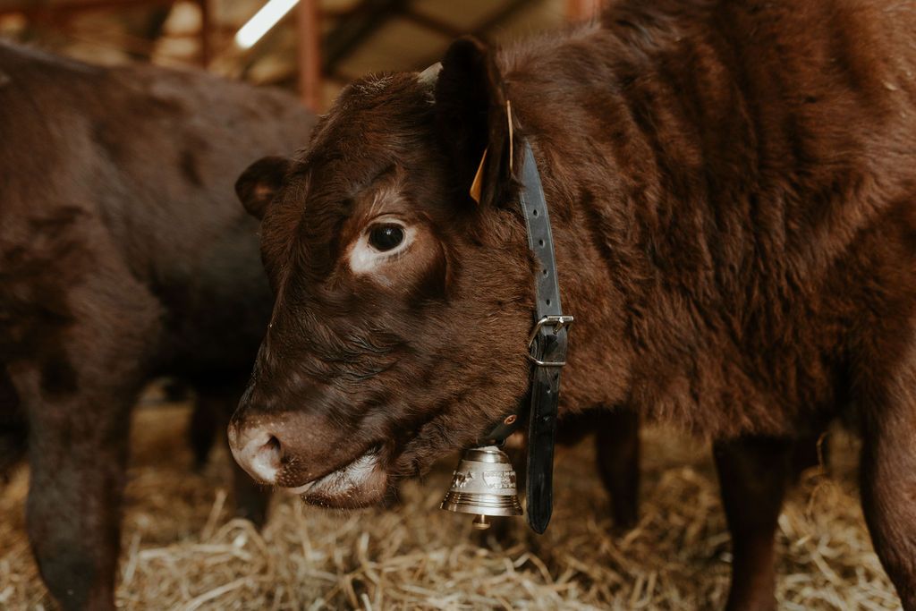 Vache brune avec une clochette autour du cou dans une étable.