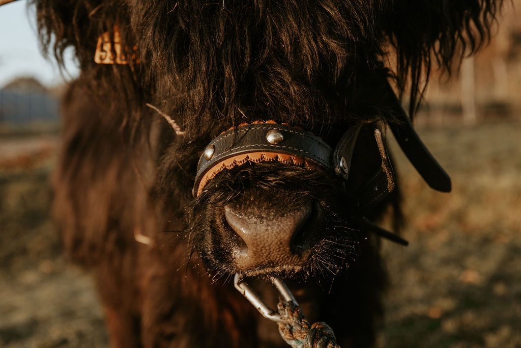 Gros plan sur une vache Highland noire portant un licol en cuir clouté.
