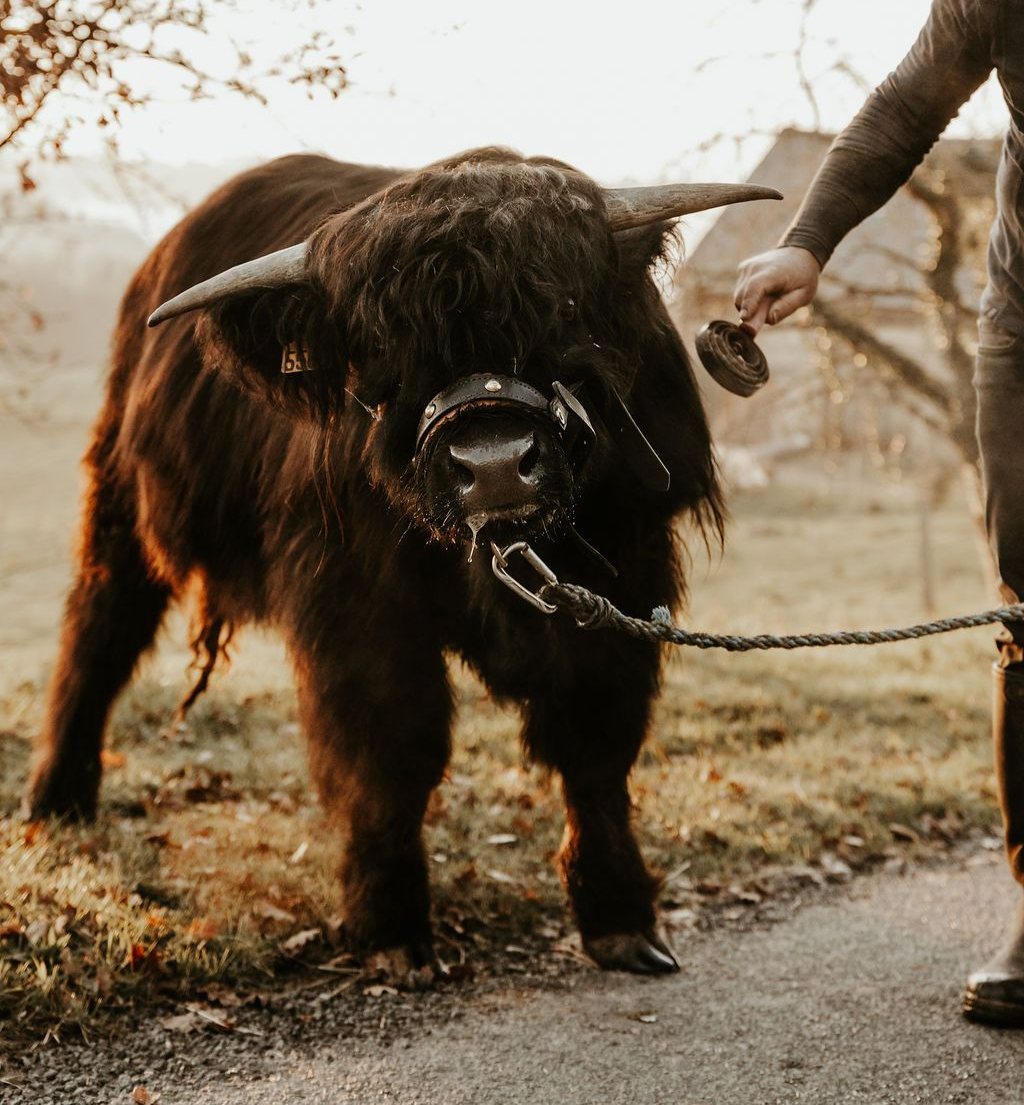 Vache des Highlands noire brossée sur un chemin ; une personne tient la brosse.