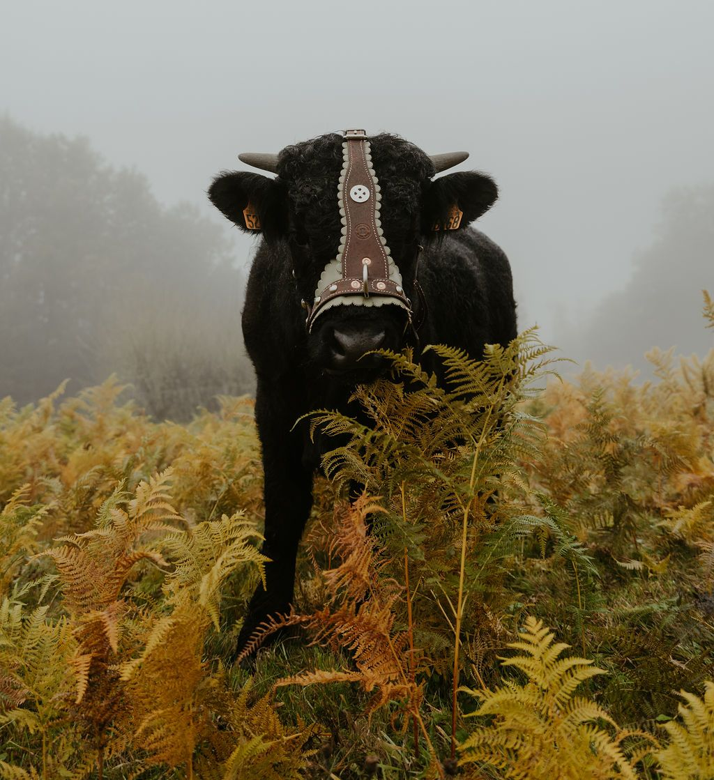 Taureau noir portant un masque décoratif, se tenant dans un champ de hautes plantes jaunes ; fond brumeux.