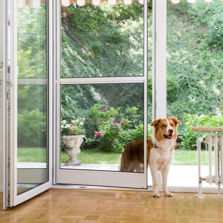 Hund kommt durch die Terrassentür ins Haus