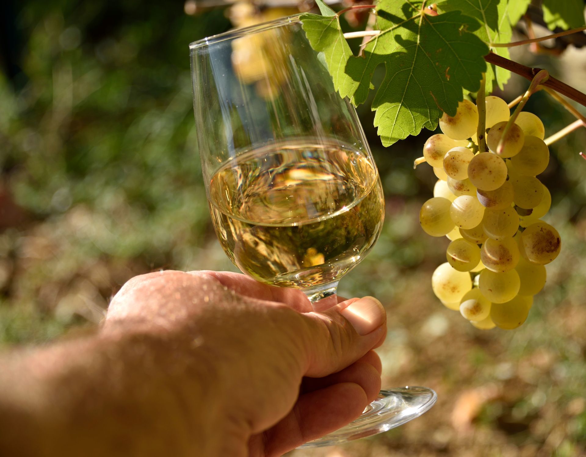 Une main tenant un verre de vin blanc à côté d'une grappe de raisins mûrs sur la vigne.