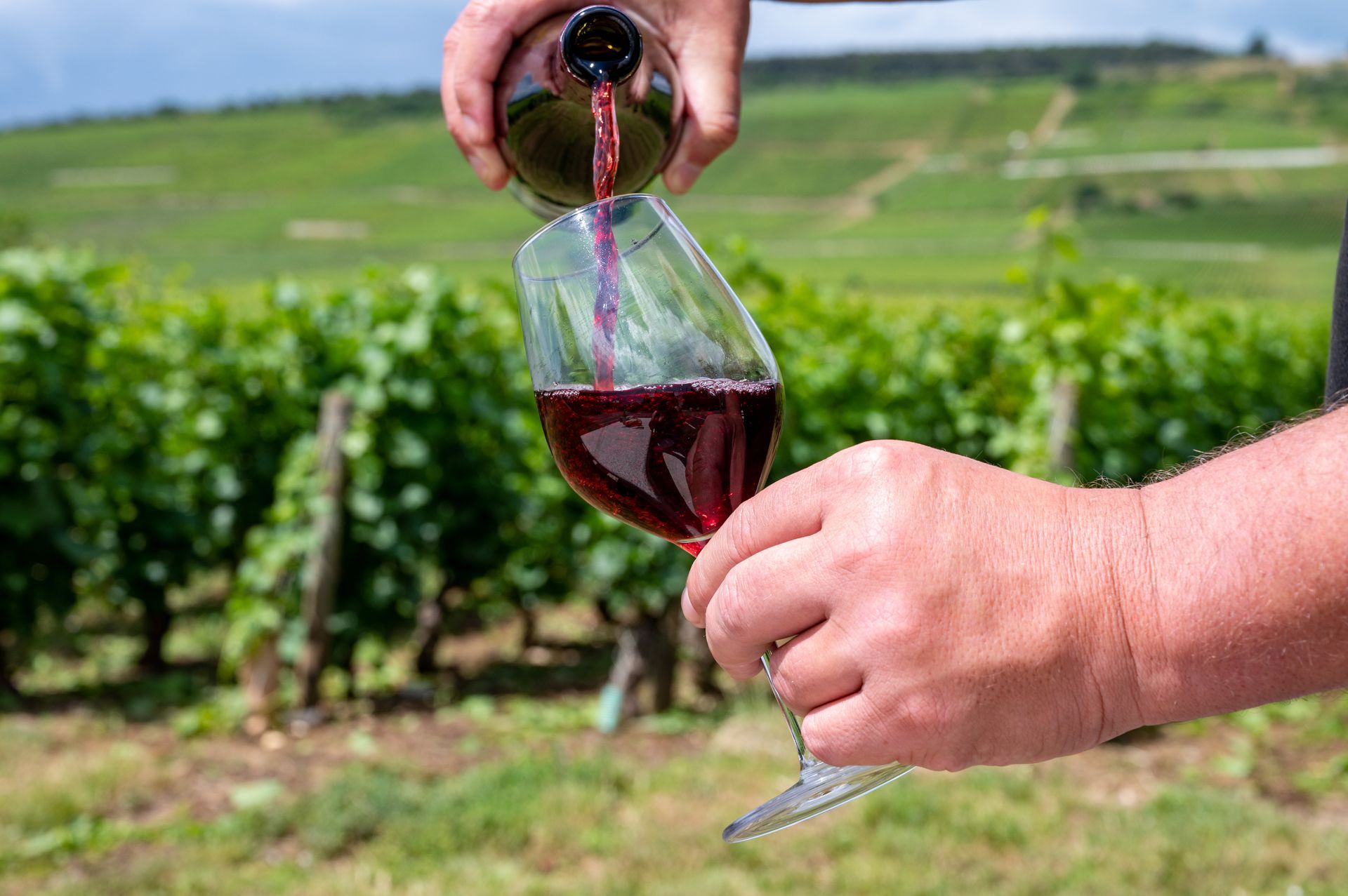 Une personne verse du vin rouge dans un verre dans un vignoble.