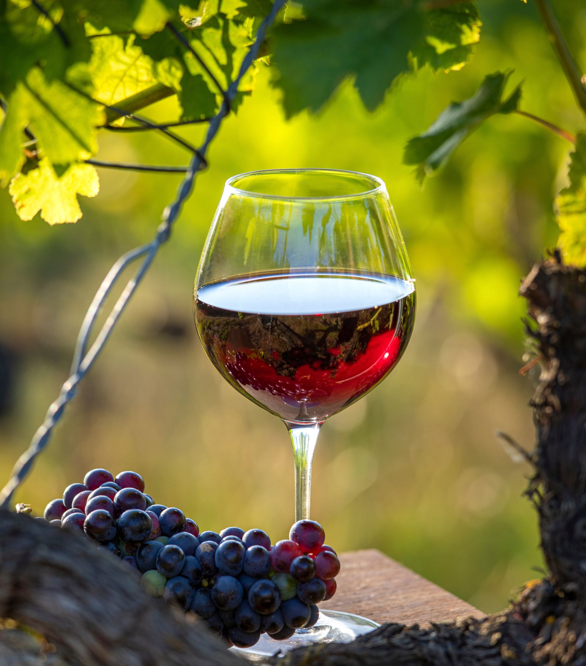 Verre de vin rouge, raisins et vigne dans un vignoble.