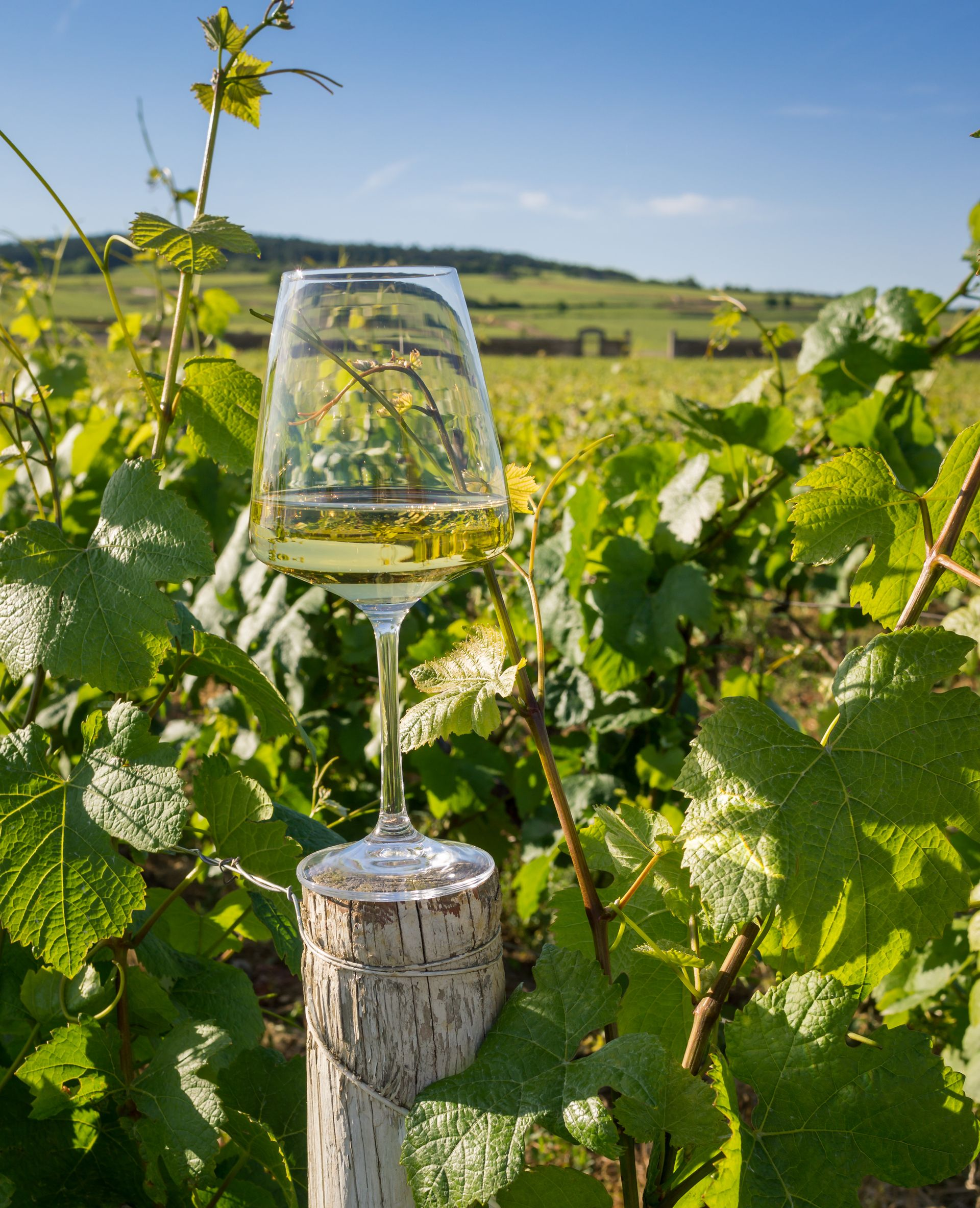 Verre de vin blanc rempli dans un vignoble, au soleil.