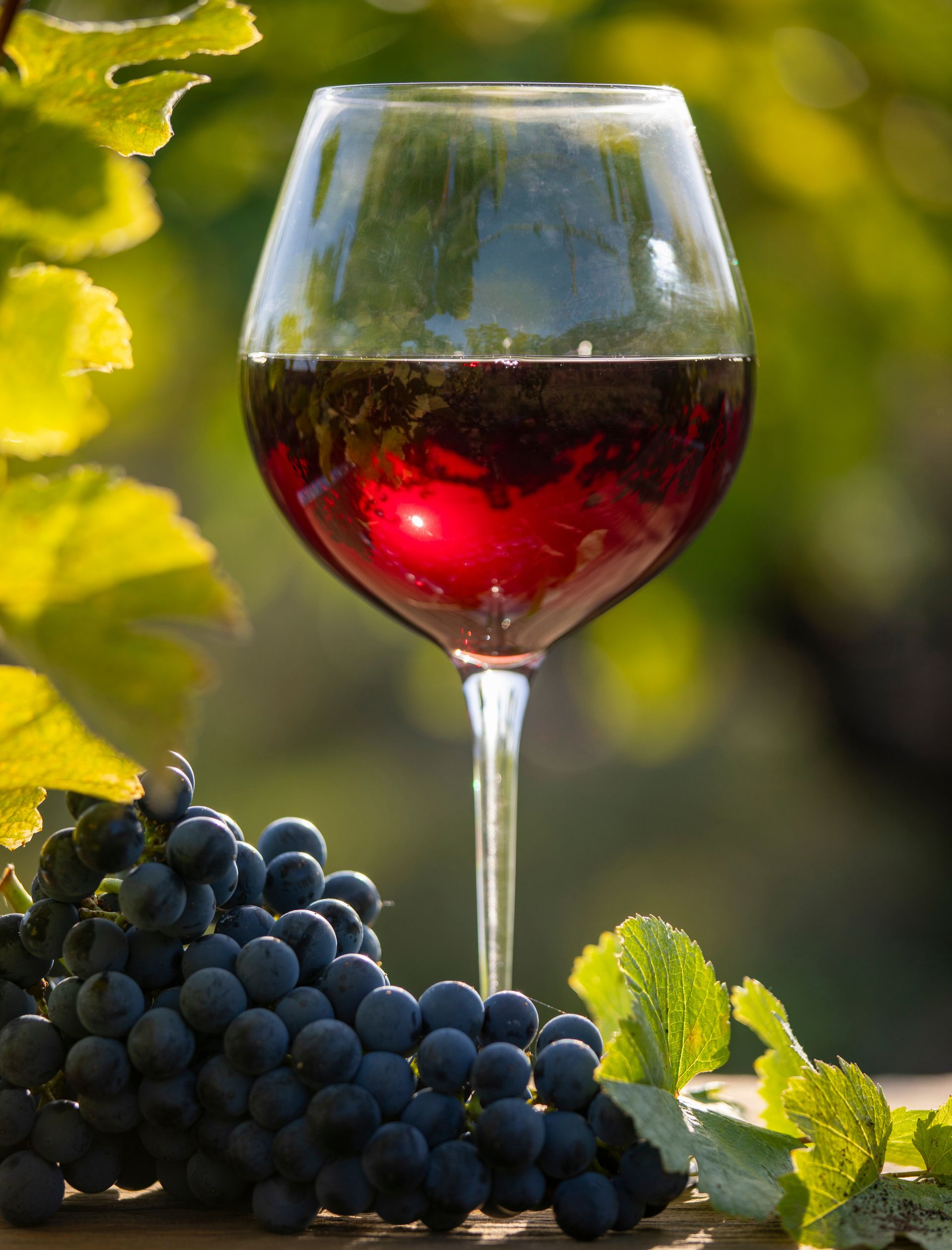 Verre de vin rouge, raisins et feuilles sur fond de vignoble flou.