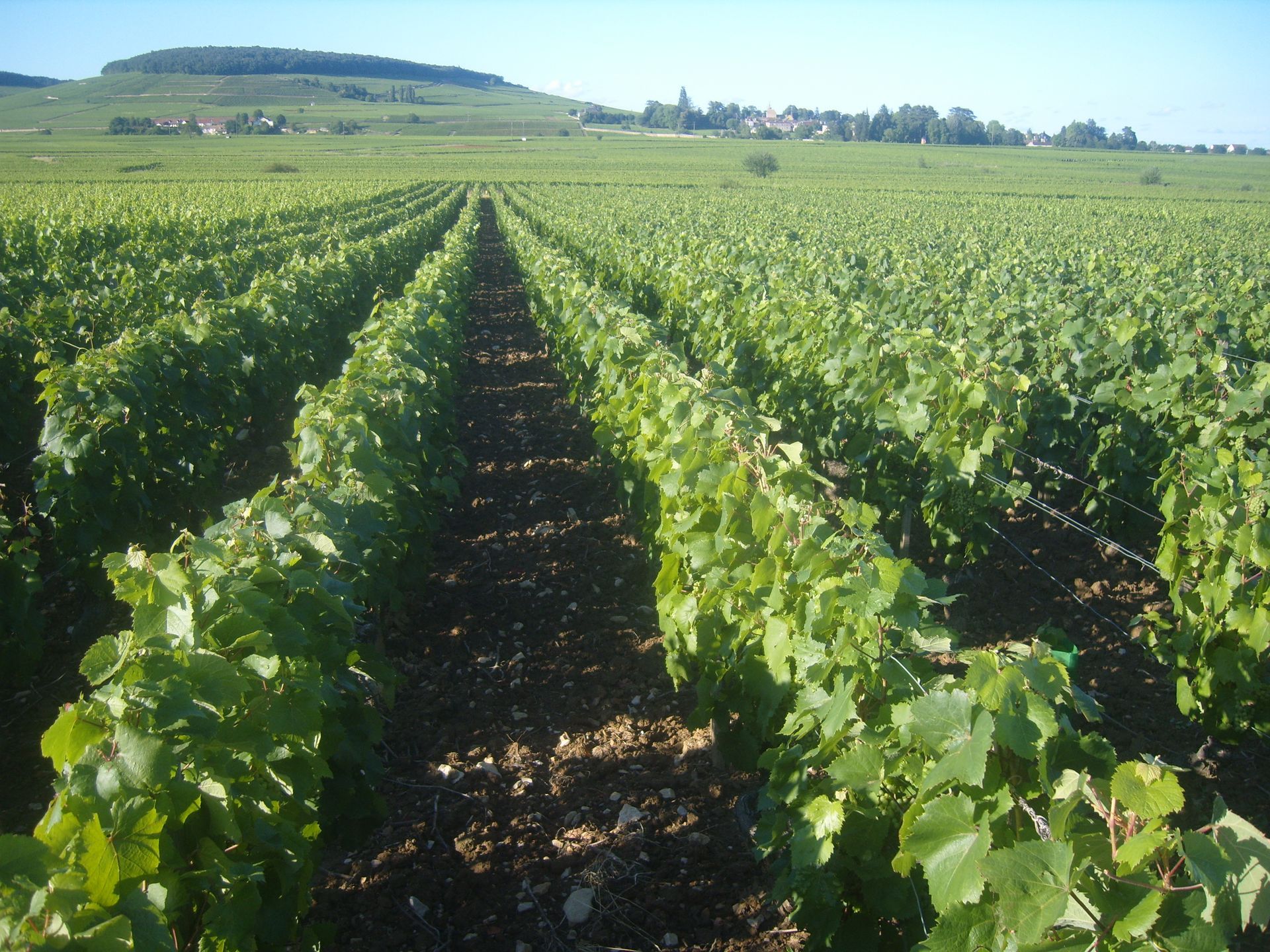 Des rangées de vignes vertes dans un vignoble, avec un village et une colline en arrière-plan sous un ciel bleu.