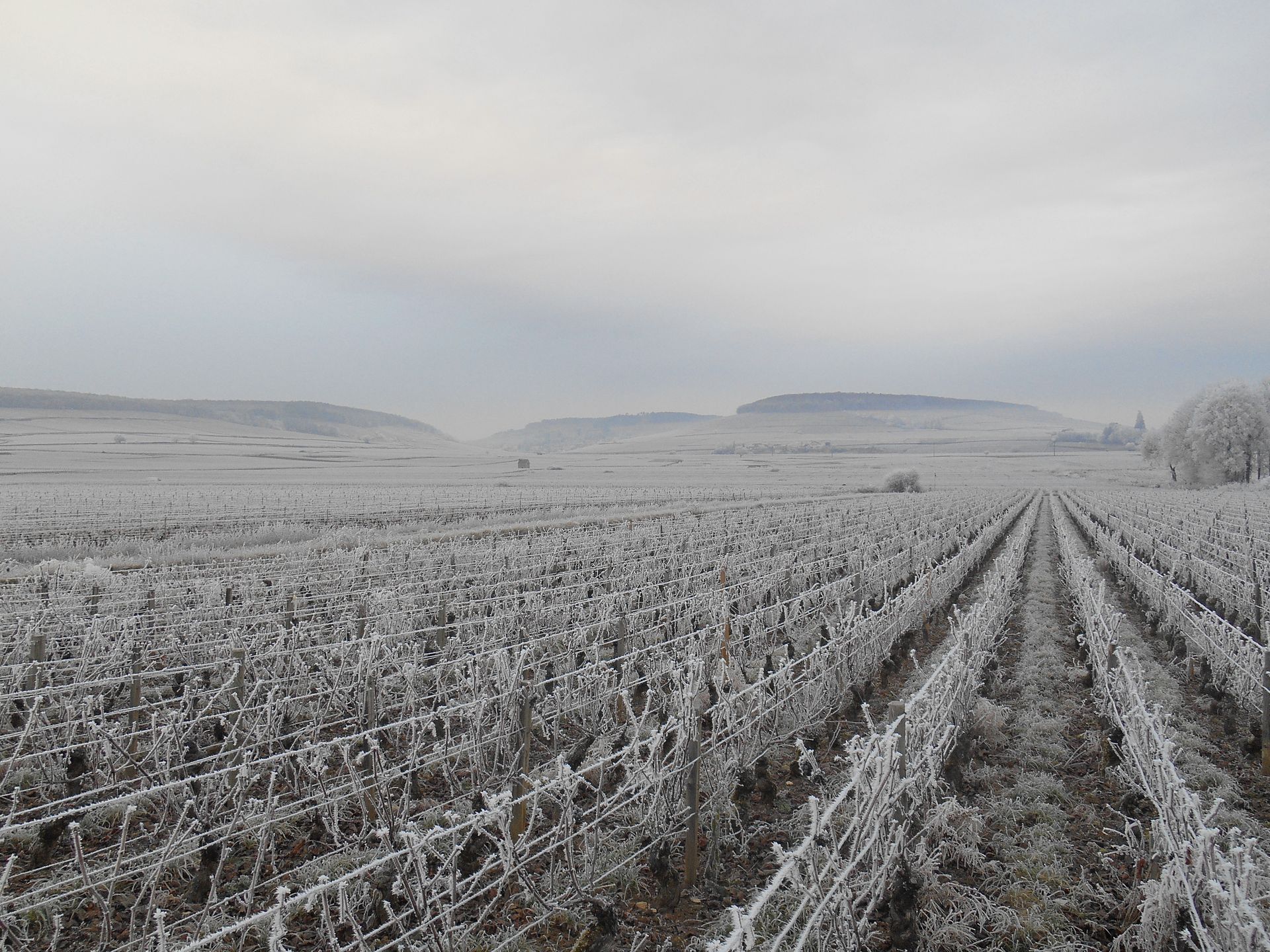 Un vignoble givré s'étend vers les collines environnantes sous un ciel gris.