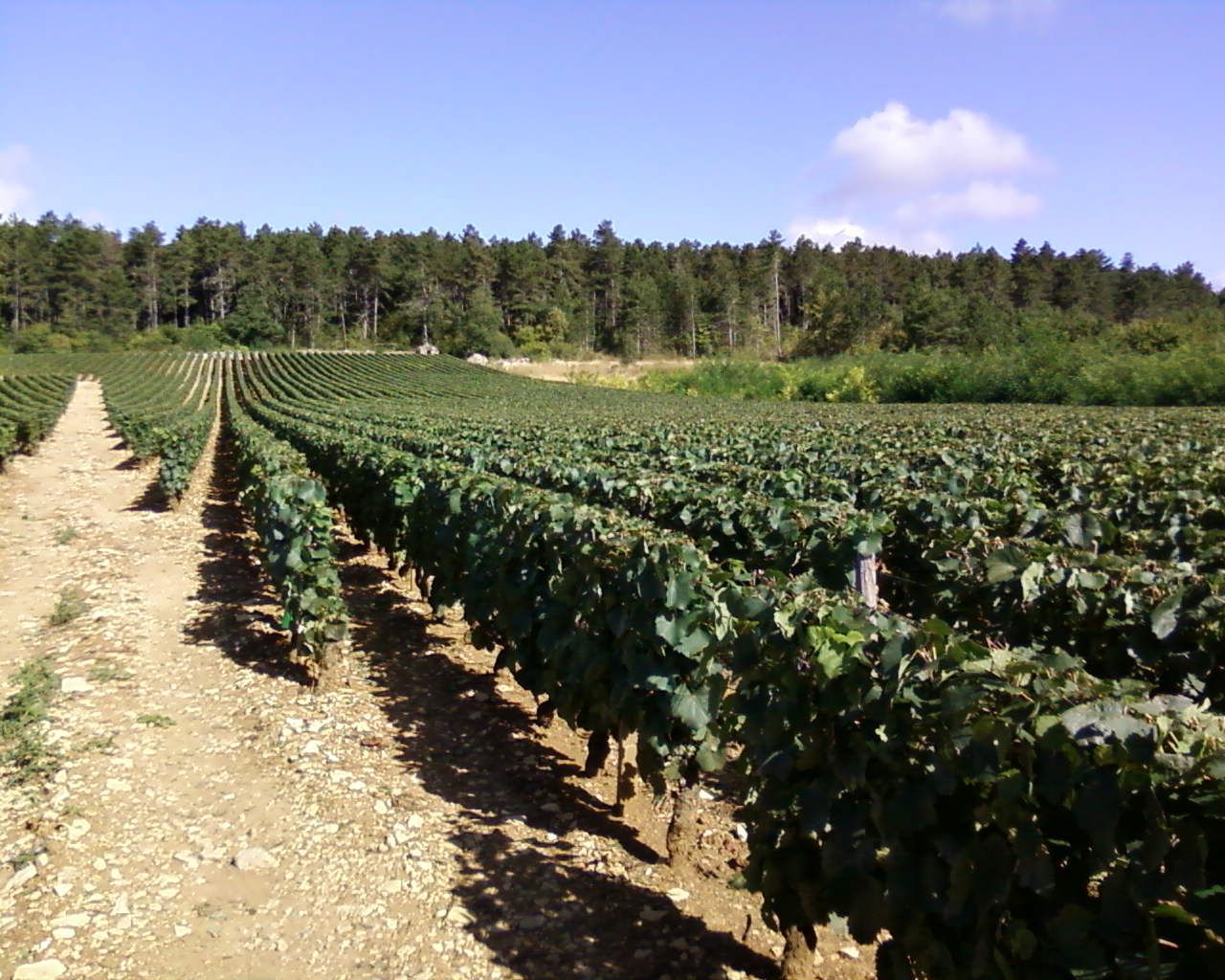 Des rangées de vignes dans un vignoble sous un ciel bleu, avec des arbres en arrière-plan.