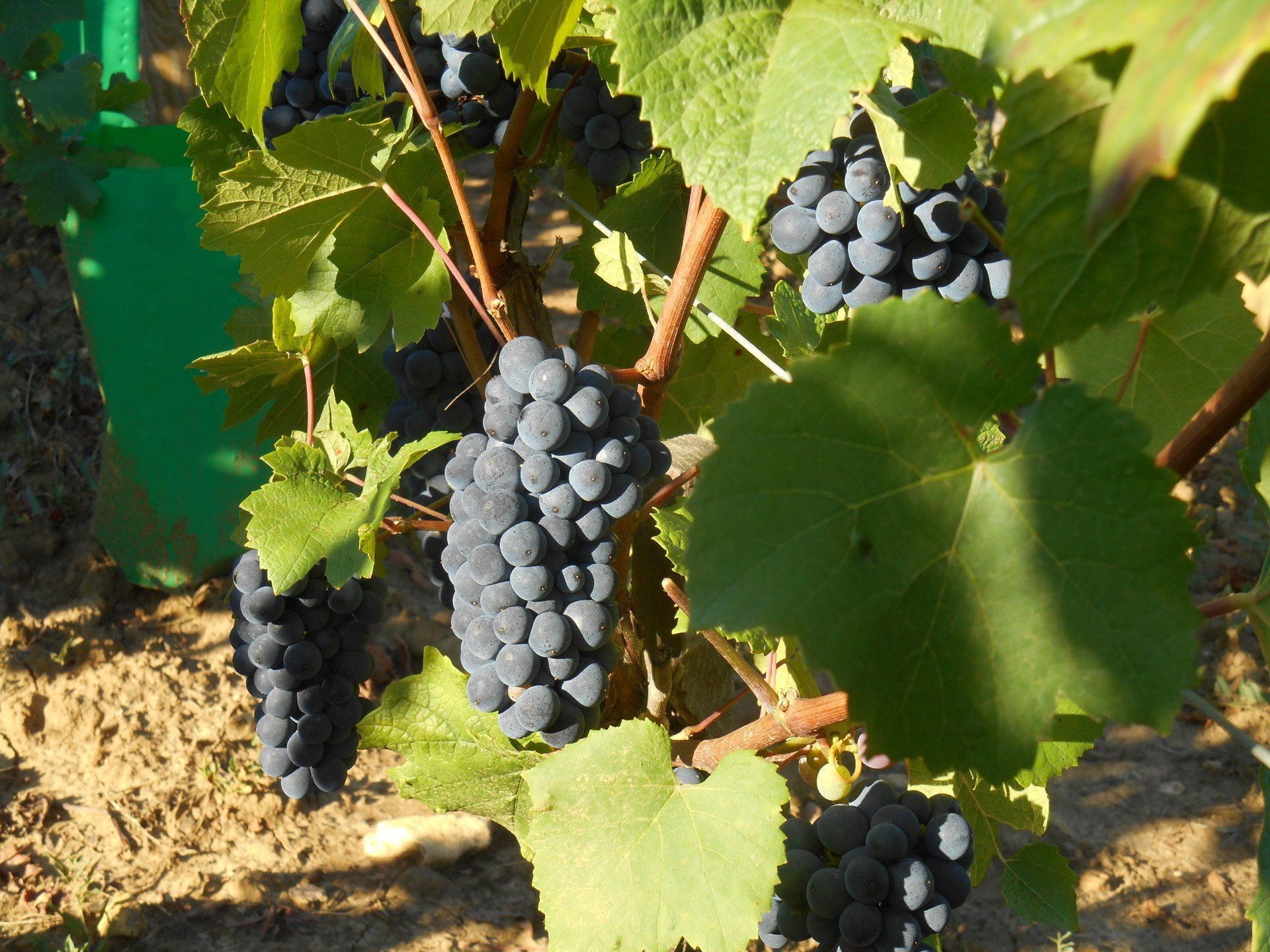 Vignes aux raisins violet foncé et aux feuilles vertes, poussant en plein soleil.