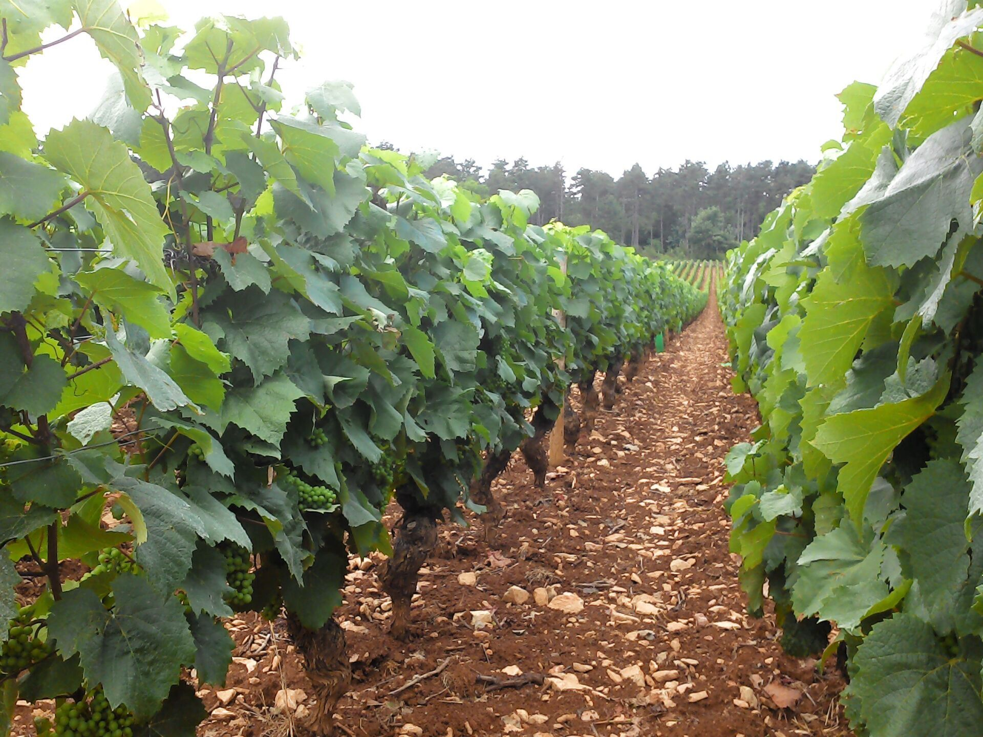 Vignoble avec des rangées de vignes, des feuilles vertes, un sol brun et une forêt au loin.