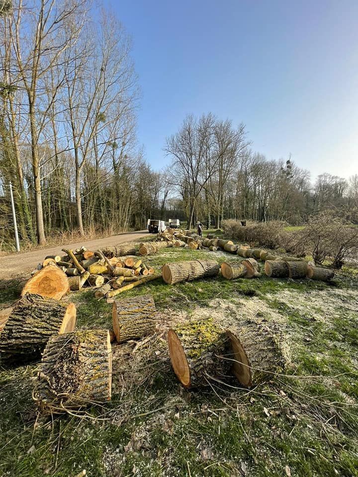 Les tronçons d'un arbre.