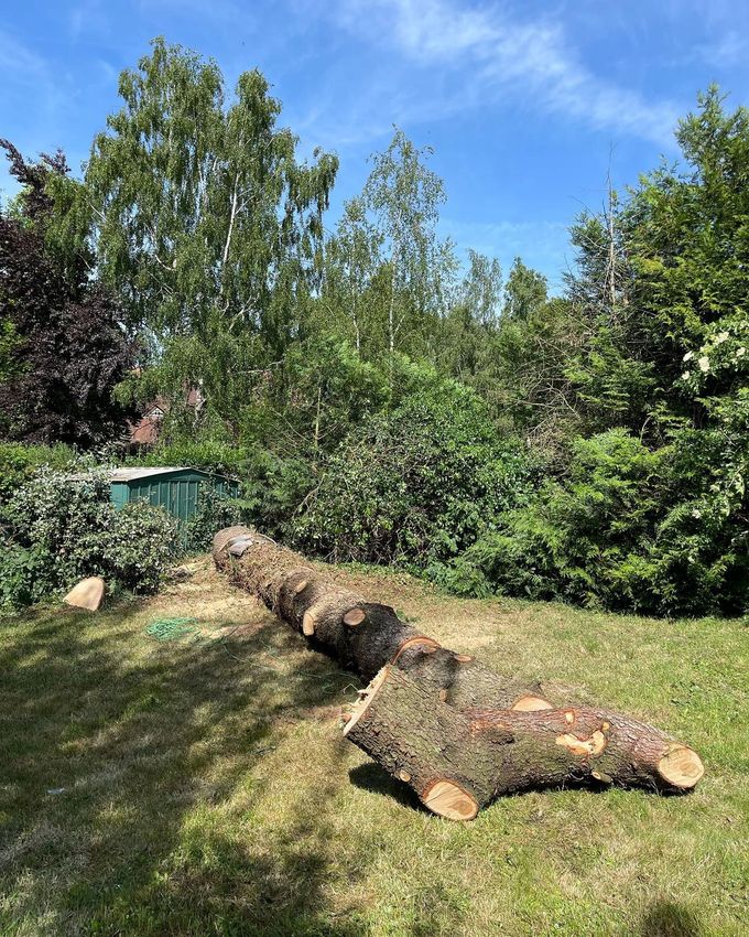 Un arbre abattu.
