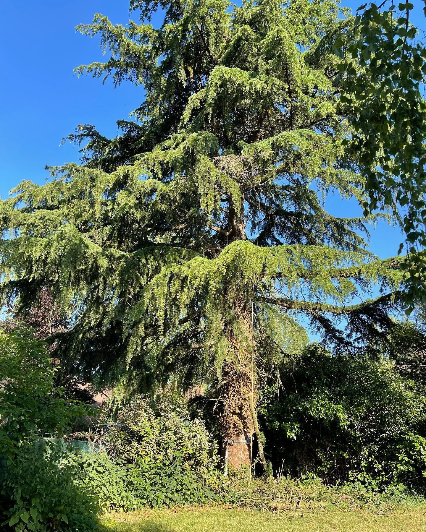Un arbre avec des grosses branches.