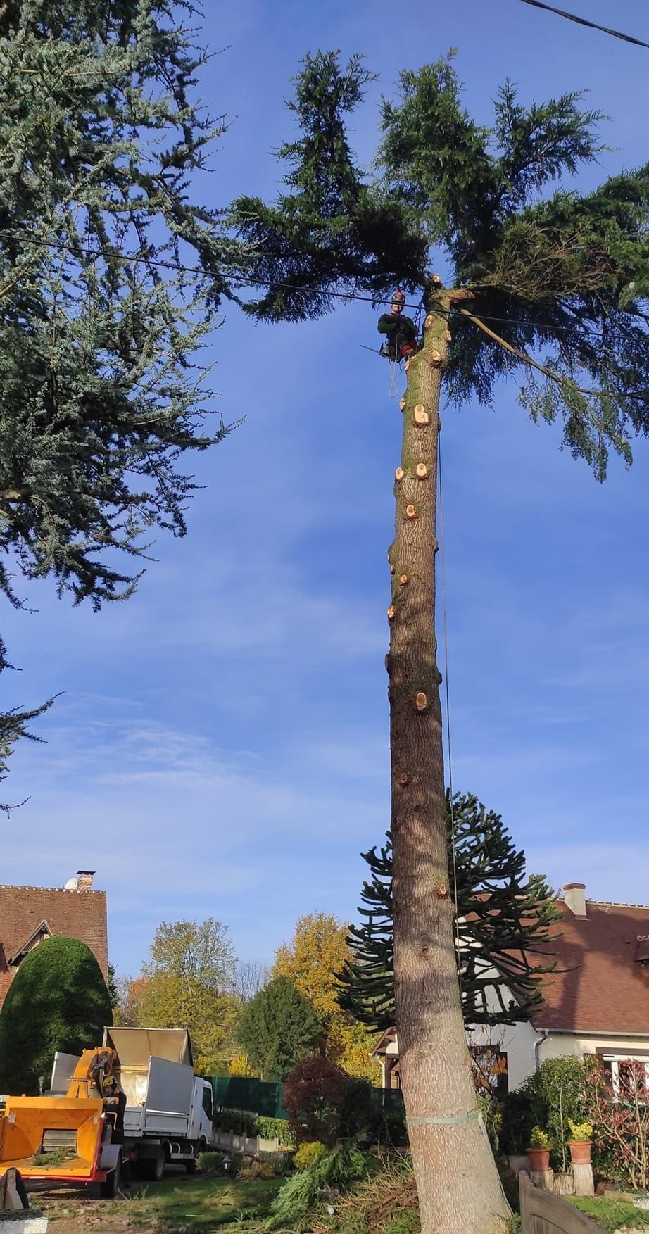 Un arbre avec des branches.