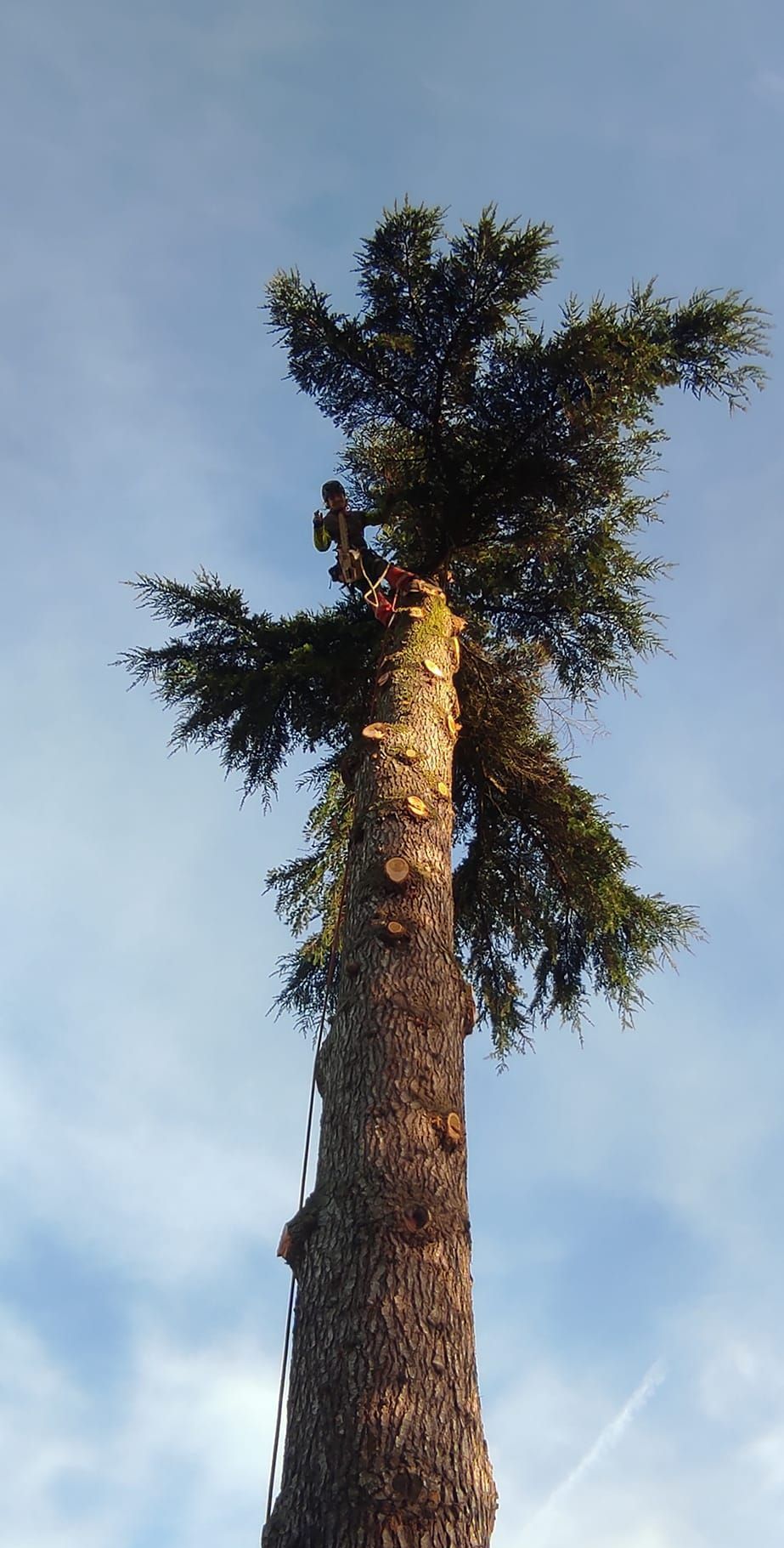 Le tron d'un arbre.
