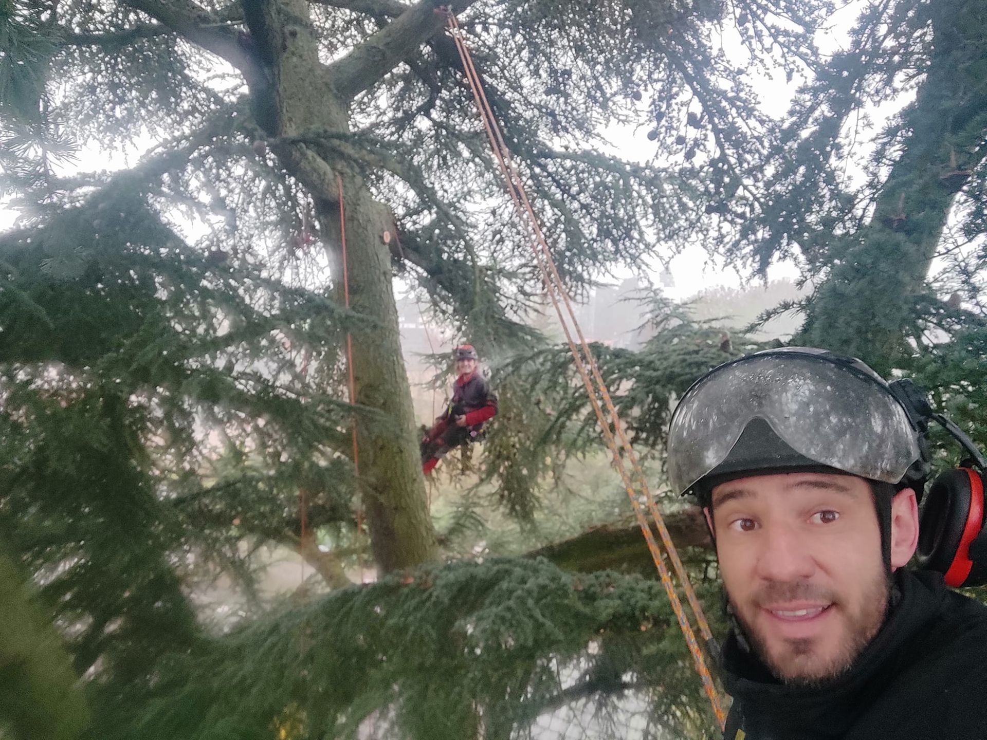 Un élagueur dans un arbre.