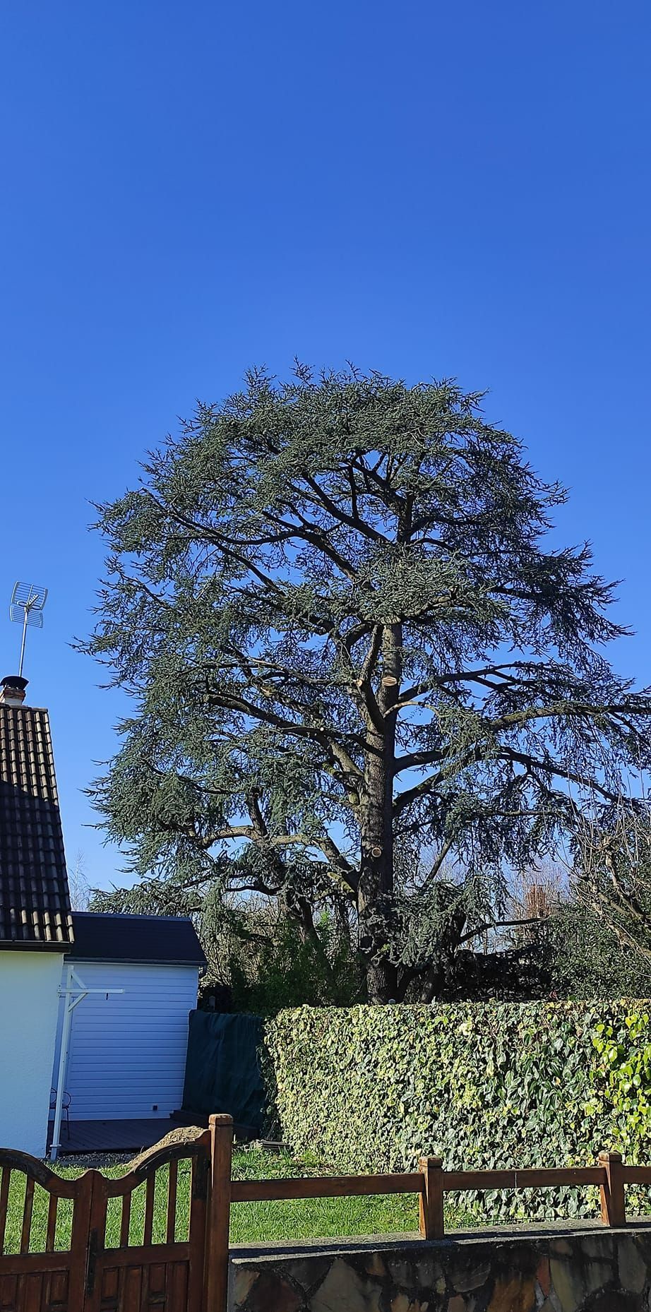 Un arbre avec un petit tronc.