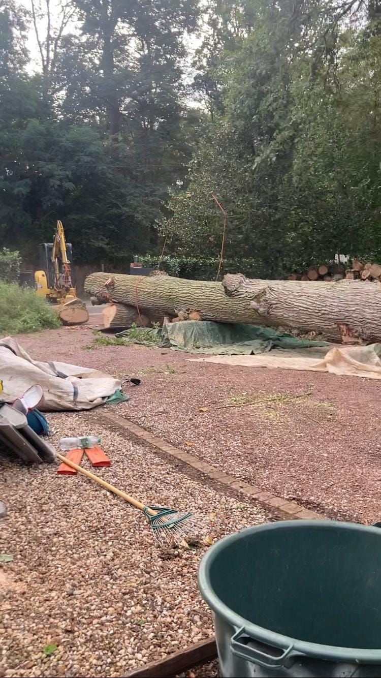 Un tronc d'arbre par terre.