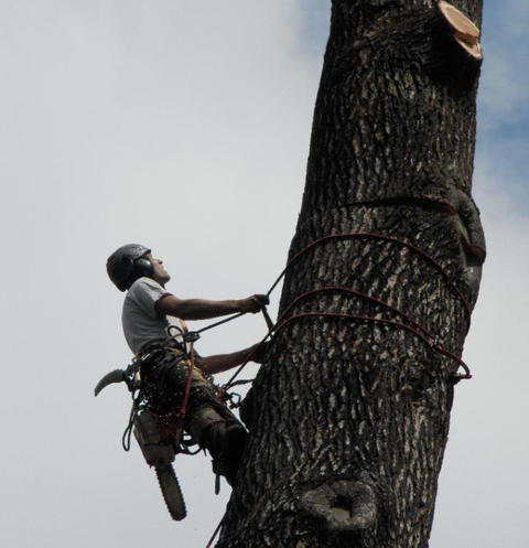 Une personne grimpant un arbre avec une corde.