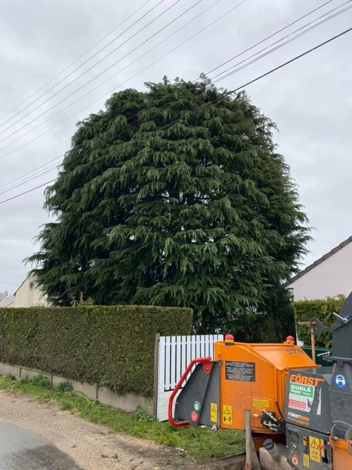 Une personne perchée dans un arbre.
