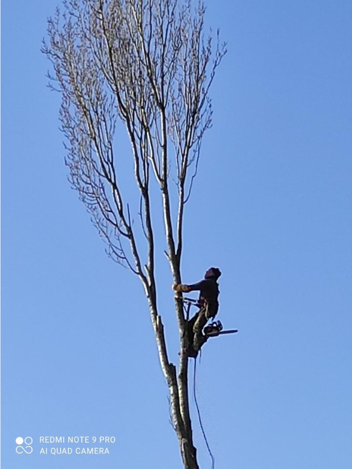 Des arbres élagués