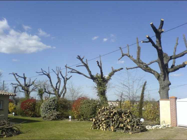 Abattage d'arbres par nos arboristes-grimpeurs