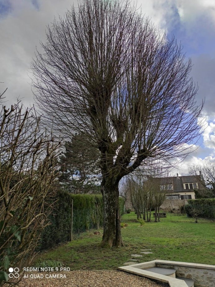 Élagage d'arbres pour une bonne repousse