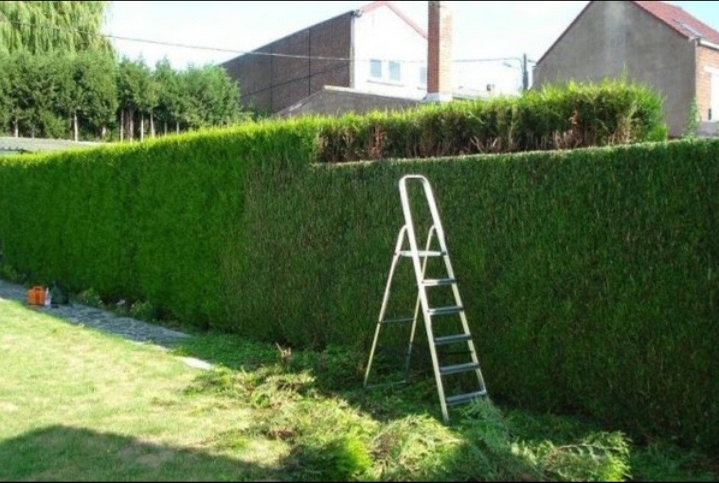 Élagage des arbres en Seine-et-Marne