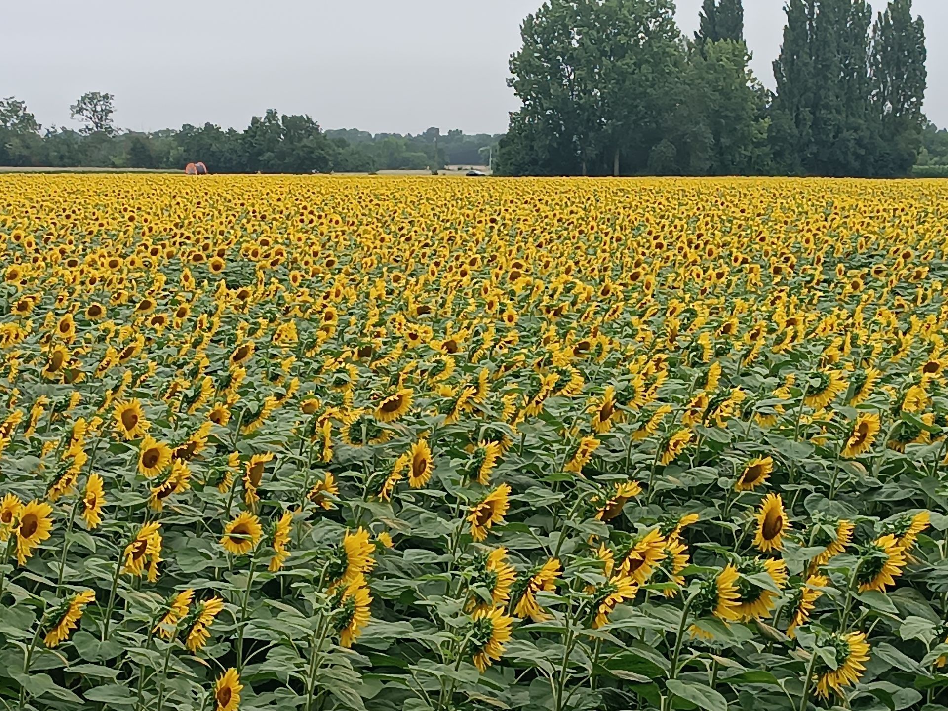 Champ de tournesols