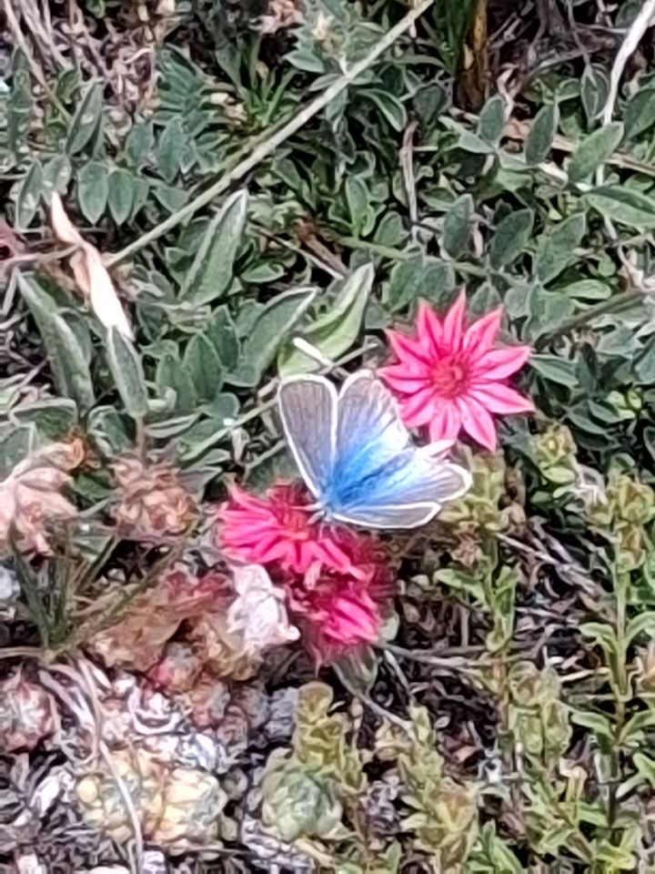 Photo d'un papillon Sablé du sainfoin