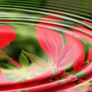 Photo d'une fleur rouge dans l'eau qui illustre les applications de l'hypnose