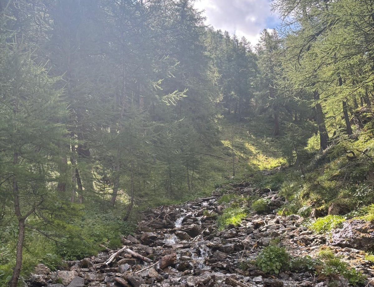 Ruisseau au coeur d'une forêt de sapins