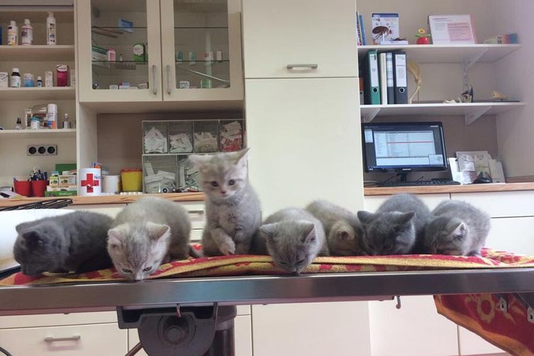 Katzen auf OP-Tisch