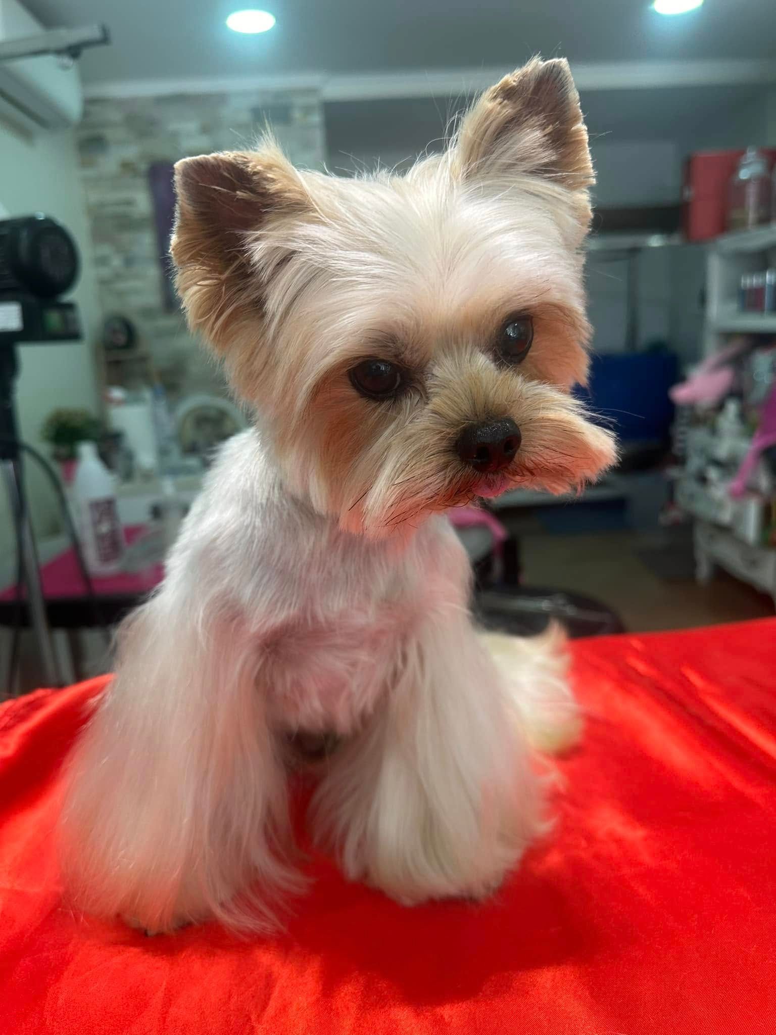 Yorkshire terrier fraîchement tondu, assis sur une surface rouge ; pelage fauve et blanc.