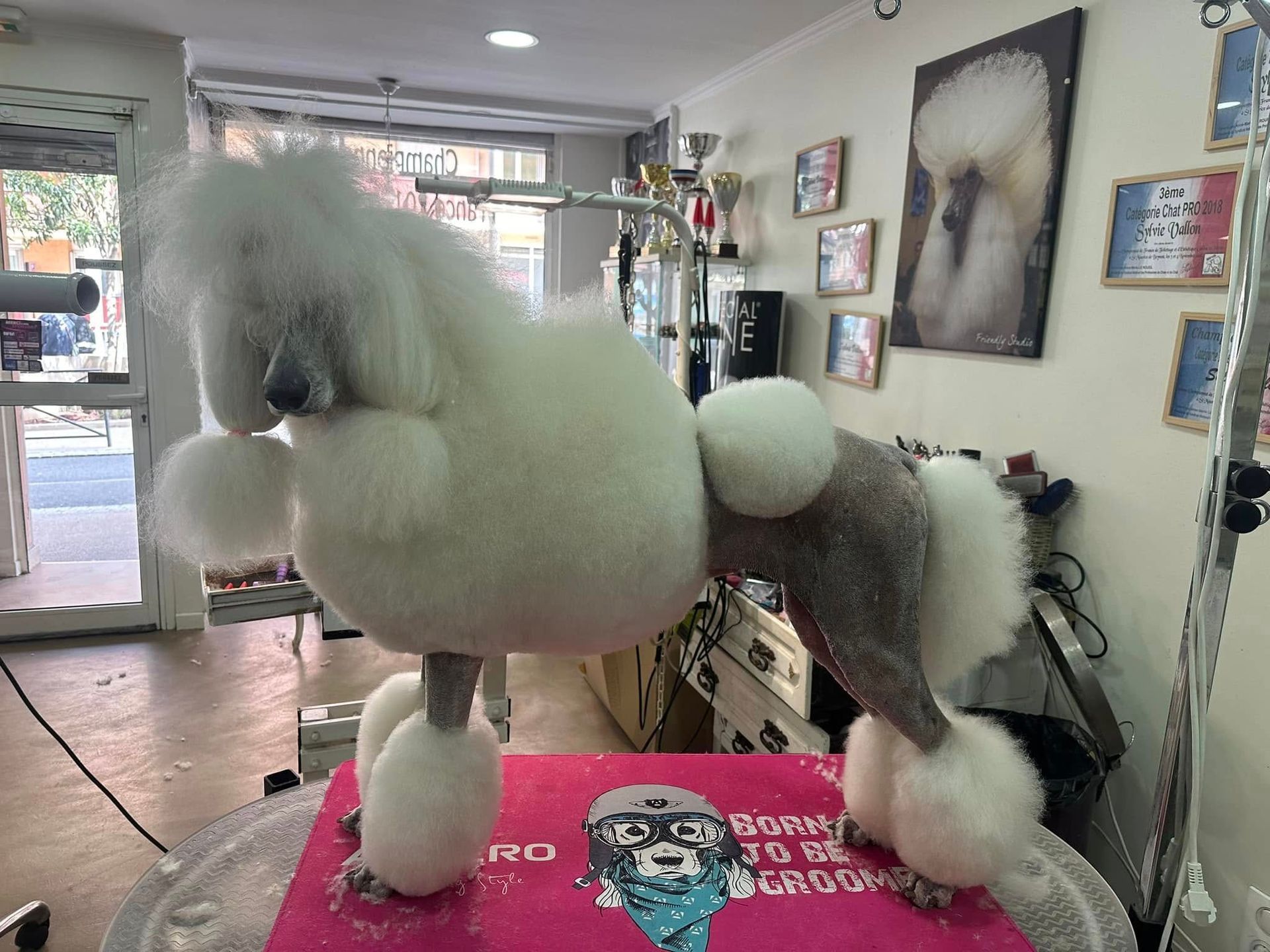 Caniche blanc à la coupe de cheveux unique, posant sur une table de toilettage dans un salon.