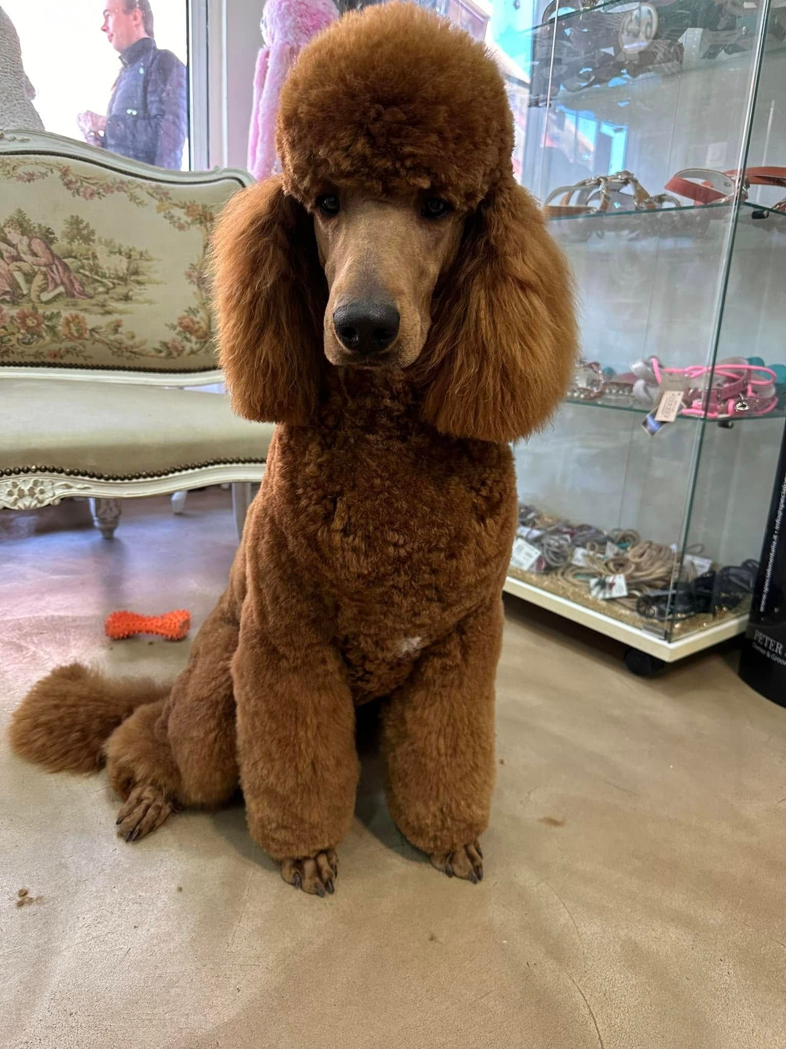 Caniche brun au pelage soigné, assis à l'intérieur.