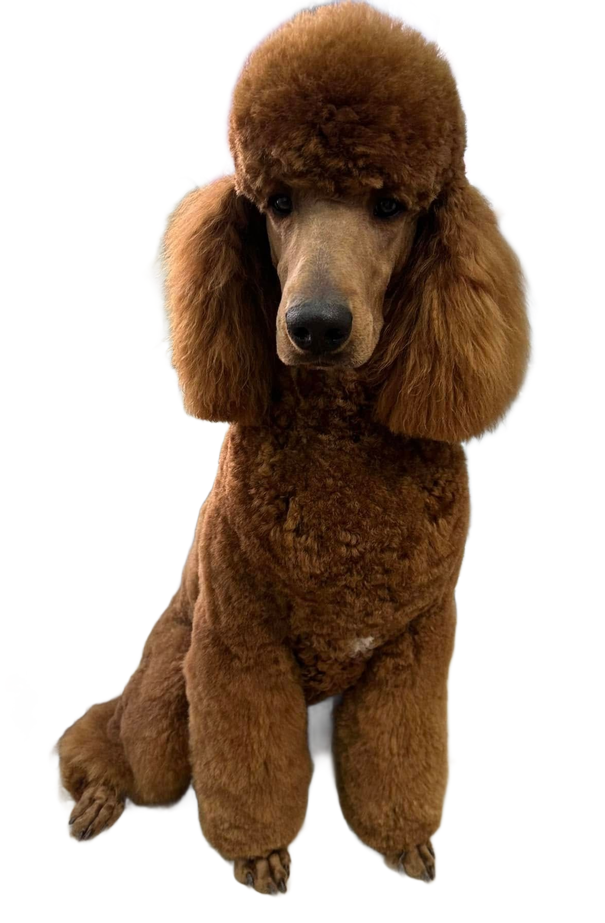 Caniche brun au pelage soigné, assis la tête légèrement baissée.