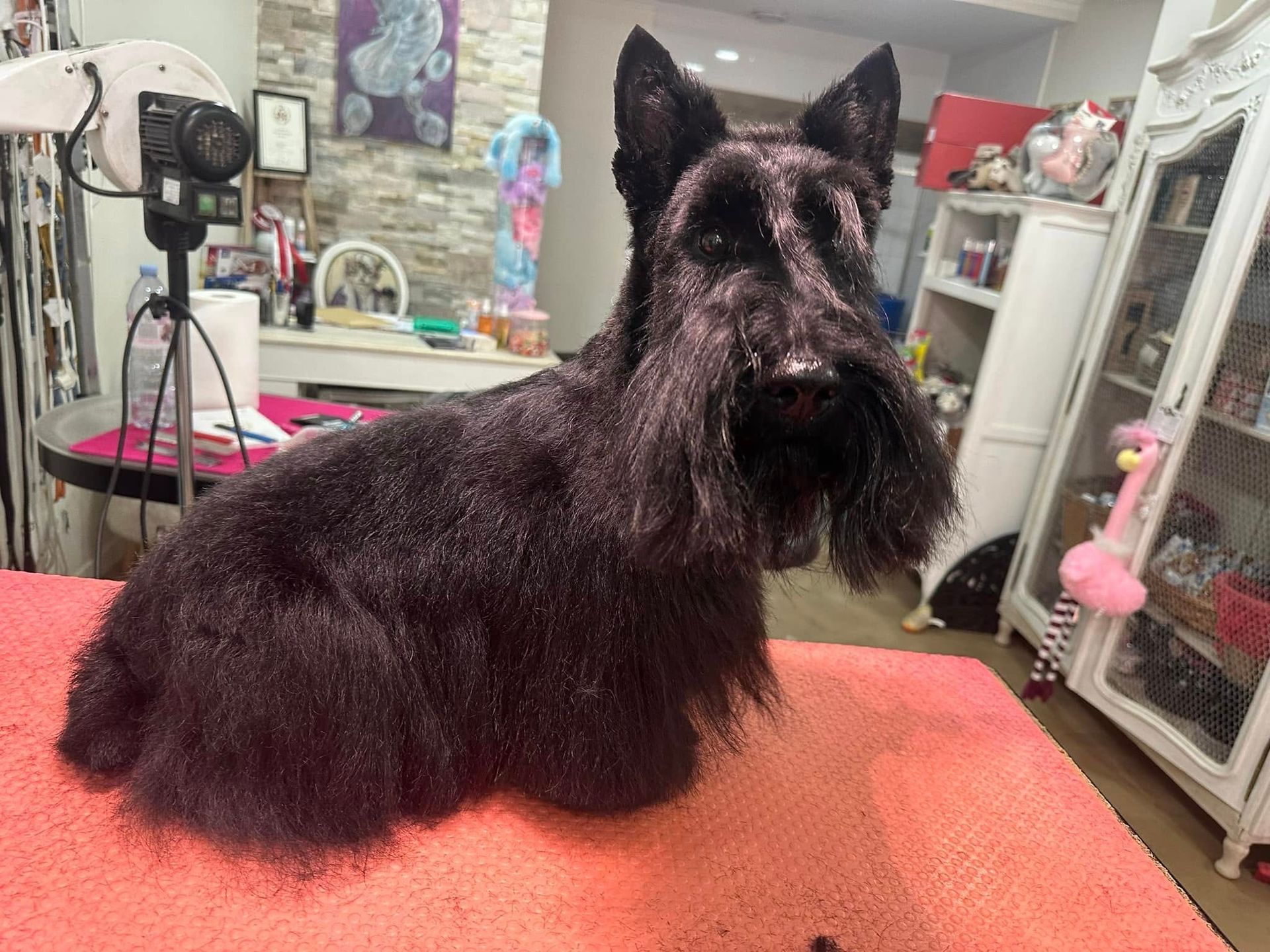 Terrier écossais noir sur une table orange, fraîchement toiletté. Ambiance salon de toilettage.