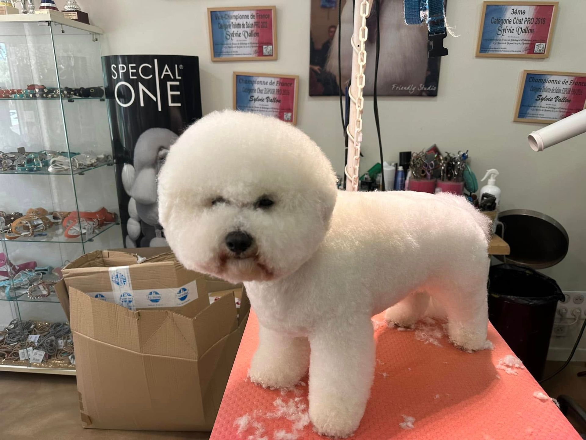 Bichon frisé blanc au pelage soigné, debout sur une table de toilettage orange dans un salon.