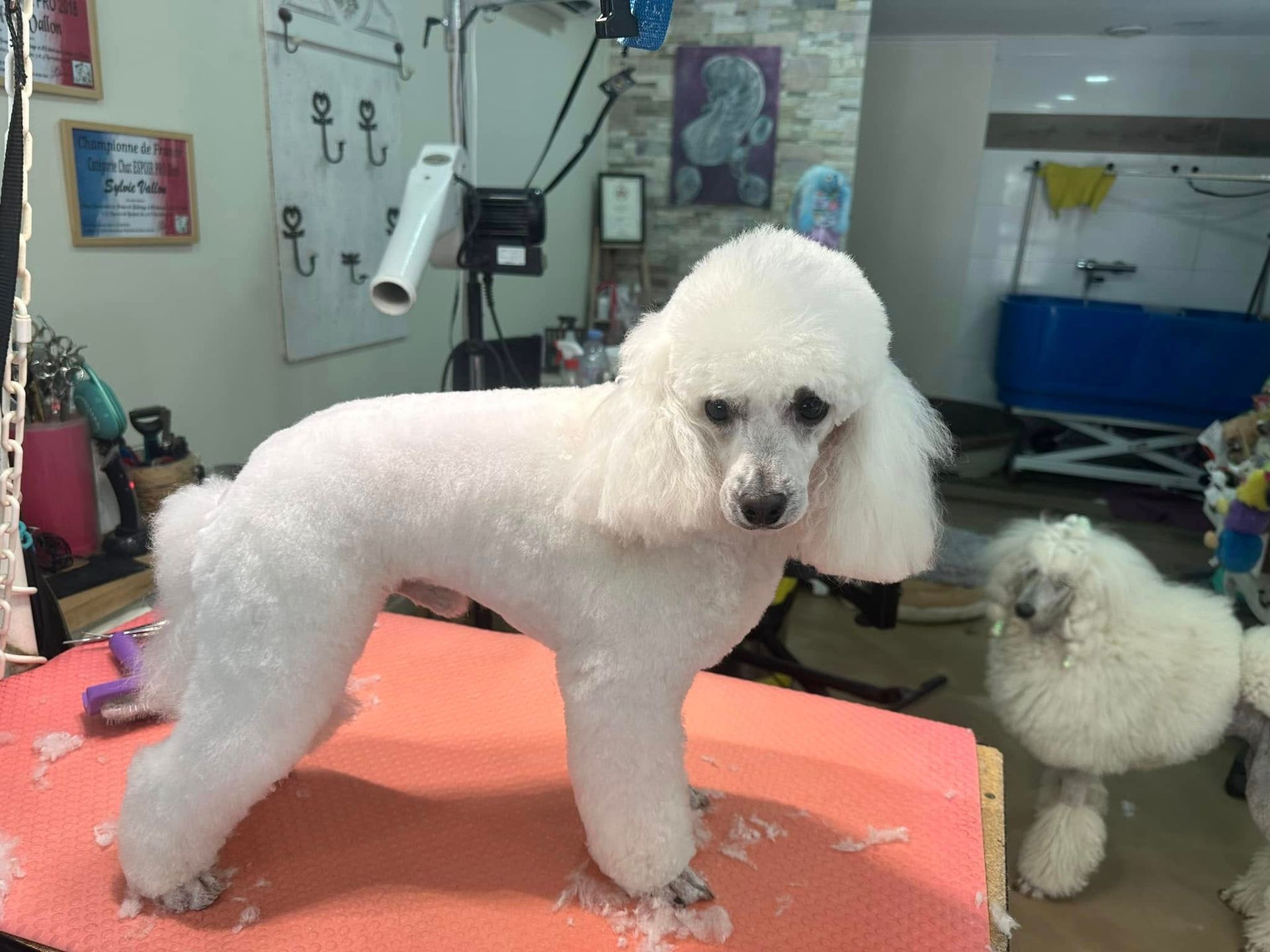Un caniche blanc à la coupe nette, debout sur une table de toilettage à côté d'un autre caniche.