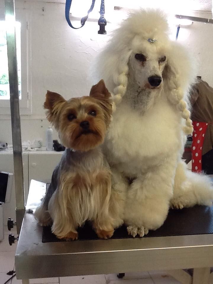 Un Yorkshire Terrier et un Caniche sont assis côte à côte sur une table de toilettage. 